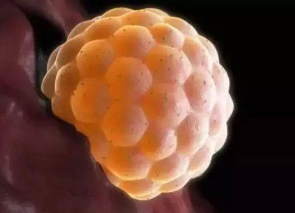 为什么不用好的胚胎养囊呢?囊胚成功率不是比较高消预教交确吗?