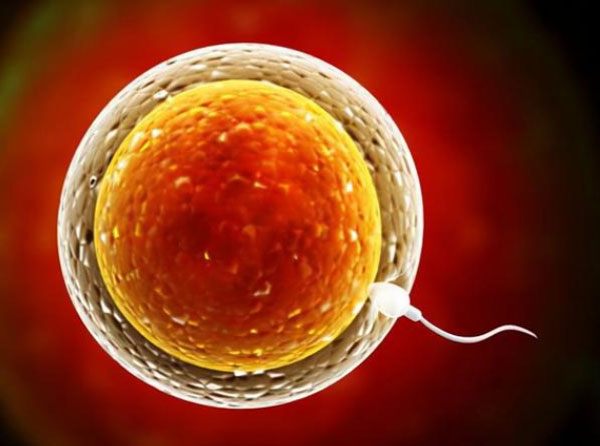 卵母细胞,卵泡,卵子,卵细胞有什么区别?